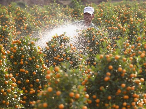 Không khí đón Tết Việt trên báo nước ngoài - ảnh 7